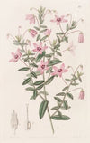 Hairy Tetratheca