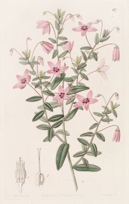 Hairy Tetratheca