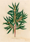 Hakea Saligna (1818-1824)