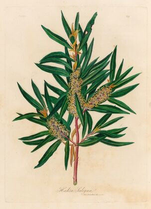 Hakea Saligna (1818-1824)