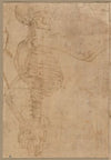 Half-Length Skeleton in Profile (early 1540s)