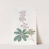 Half-shrubby Lupine by Sydenham Edwards