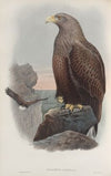 Haliaëtus albicilla. Sea-Eagle. (1862-1873)