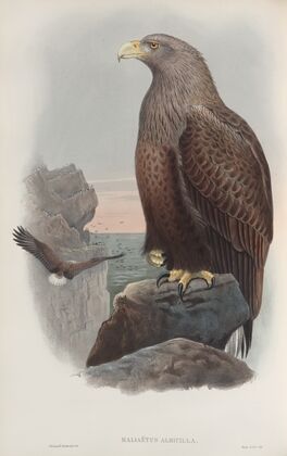 Haliaëtus albicilla. Sea-Eagle. (1862-1873)
