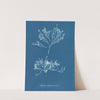 Halidrys siliquosa β minor (1843-1853) by Anna Atkins