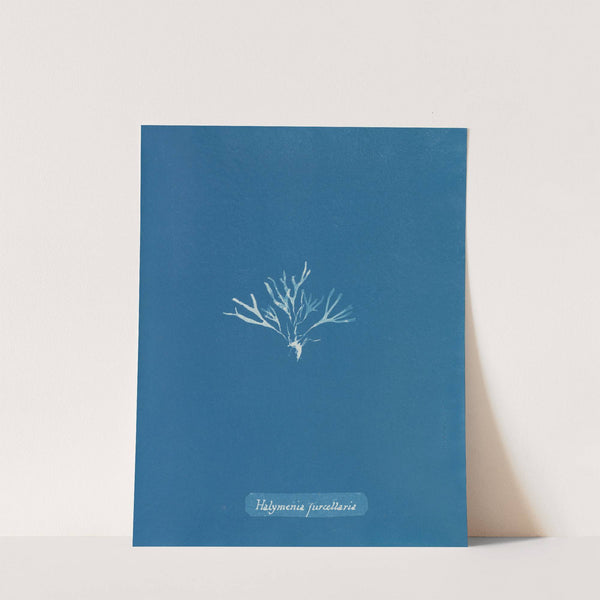 Halymenia furcellaria by Anna Atkins