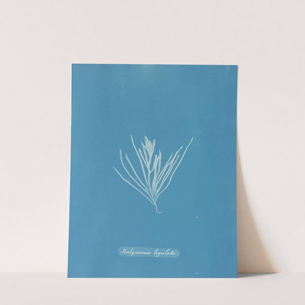 Halymenia ligulata by Anna Atkins