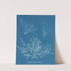 Halymenia ligulata var. dichotoma by Anna Atkins