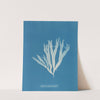 Halymenia ligulata var. latifolia by Anna Atkins