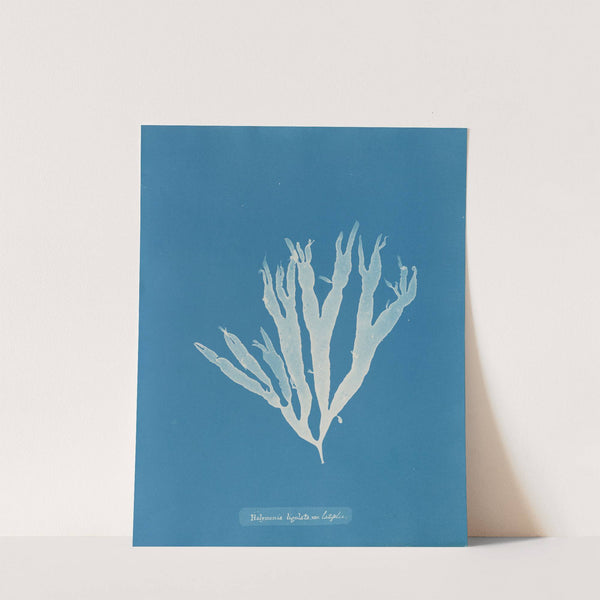 Halymenia ligulata var. latifolia by Anna Atkins