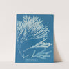 Halyseris polypodioides by Anna Atkins