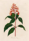Hamelia patens (1818-1824)