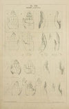 Hands – proportion