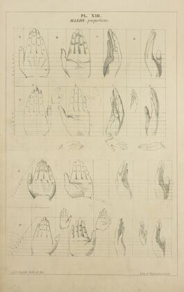 Hands – proportion
