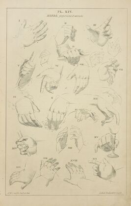Hands – proportions in attitude