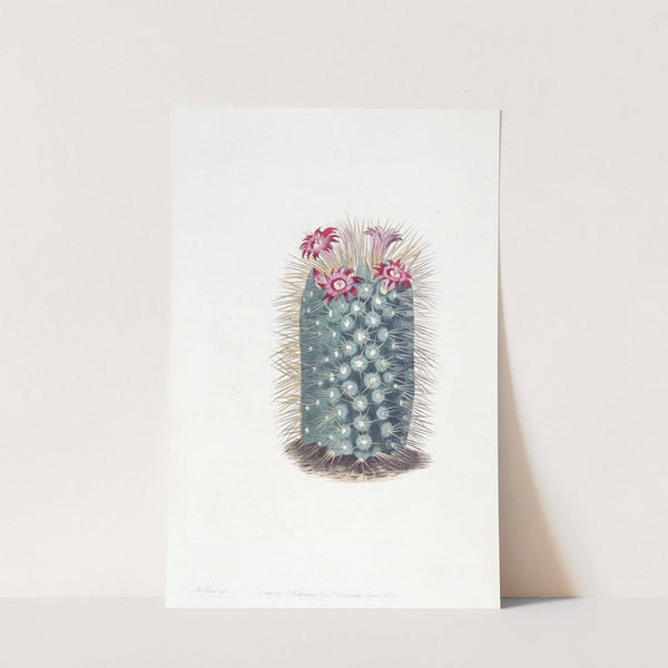 Handsome Mammillaria by Sydenham Edwards