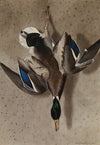 Hanging Mallard