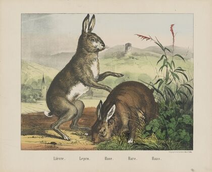 Hare (1829-1880)