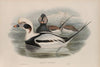 Harelda glacialis. Long-tailed Duck. (1862-1873)