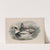 Harelda glacialis. Long-tailed Duck. (1862-1873) by John Gould