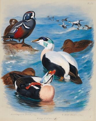 Harlequin And Eider Ducks (1914)