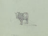 Harnessed ox