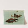 Hartlaub&#039;s Teal by Louis Agassiz Fuertes