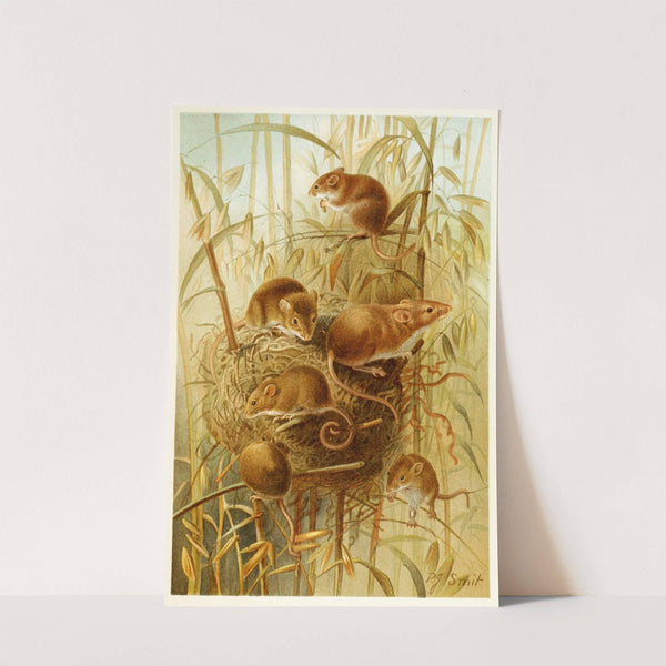 Harvest Mouse (1893-1896) by Pierre Jacques Smit