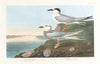 Havell’s tern