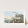 Havell&#039;s tern by John James Audubon