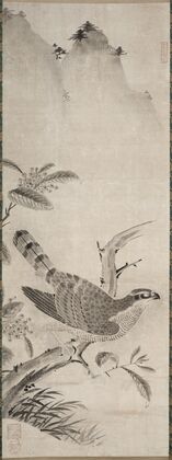 Hawk