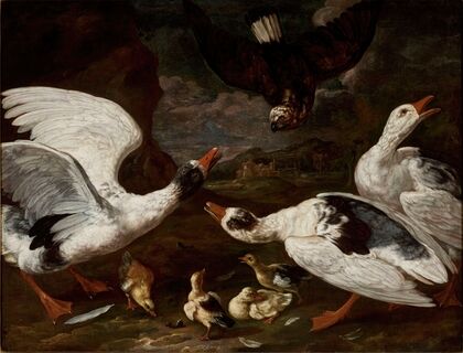 Hawk and geese