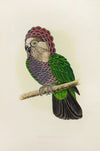Hawk-Headed or Ruffed Parrot (1884-1887)