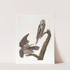 Hawk owl by John James Audubon