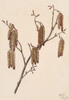 Hazel Alder (Alnus regosa) (1920)