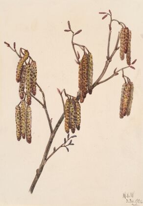 Hazel Alder (Alnus regosa) (1920)