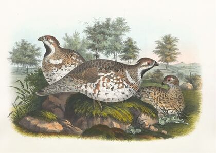 Hazel Grouse
