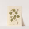 Hazel nut by Elizabeth Blackwell