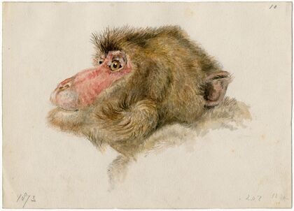 Head of a baboon