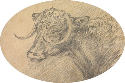 Head of a Bull