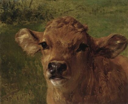 Head Of A Calf