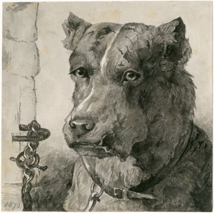 Head of a chained dog