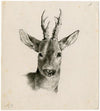 Head of a deer