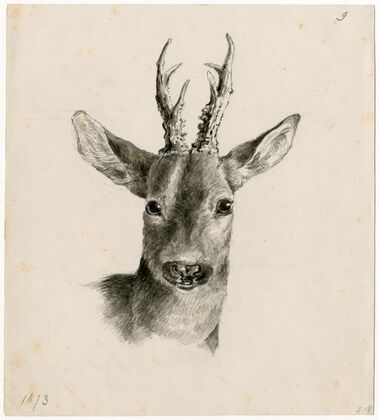 Head of a deer