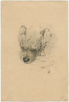 Head of a dog