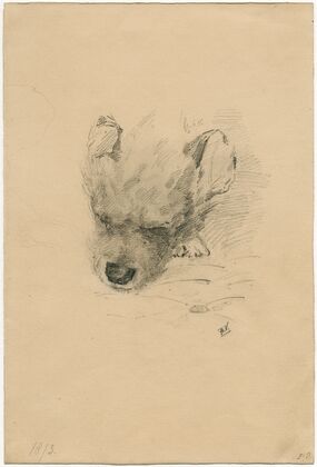 Head of a dog