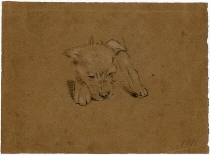 Head of a dog