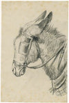 Head of a donkey with rein and blinker