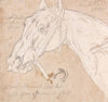 Head of a Horse, Facing Left