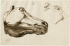 Head of a horse (from below)